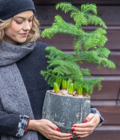 Dehner Zimmertanne - Araucaria heterophylla Grün Online