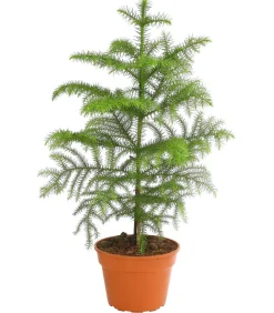 Dehner Zimmertanne - Araucaria heterophylla Grün Online