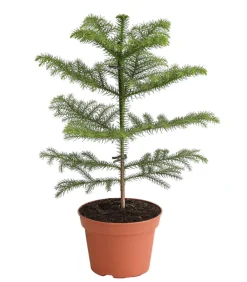 Dehner Grünpflanzen - Zimmertanne - Araucaria heterophylla Grün