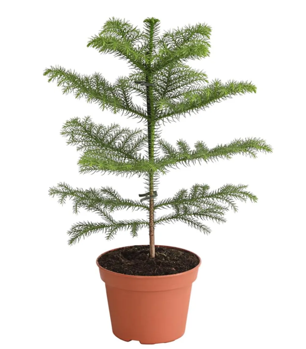 Dehner Grünpflanzen - Zimmertanne - Araucaria heterophylla Grün