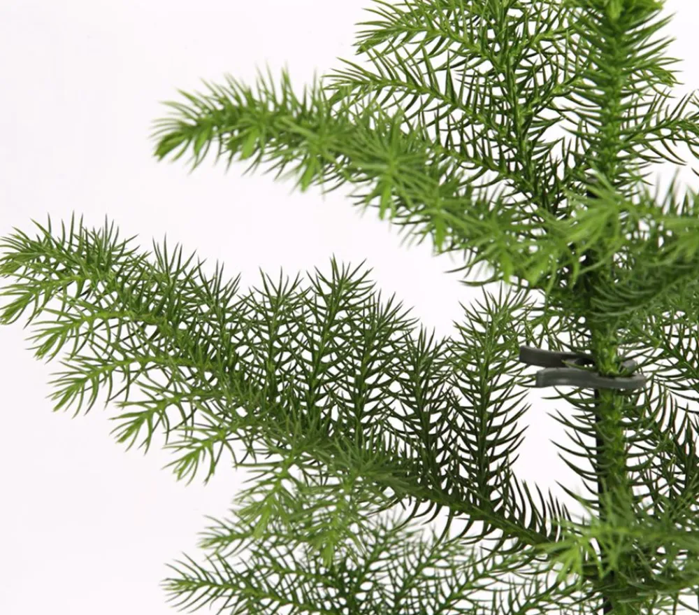Dehner Grünpflanzen - Zimmertanne - Araucaria heterophylla Grün
