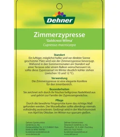 Dehner Terrassenpflanzen|Grünpflanzen - Zimmerzypresse 'Goldcrest', Pyramide Hellgrün