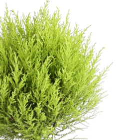 Dehner Terrassenpflanzen|Grünpflanzen - Zimmerzypresse 'Goldcrest', Stämmchen Hellgrün