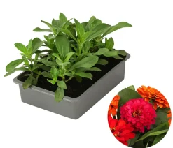 Dehner Sommerblumen > Zinnie, 6er Schale