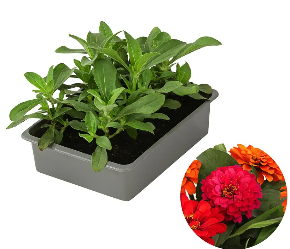 Dehner Sommerblumen > Zinnie, 6er Schale