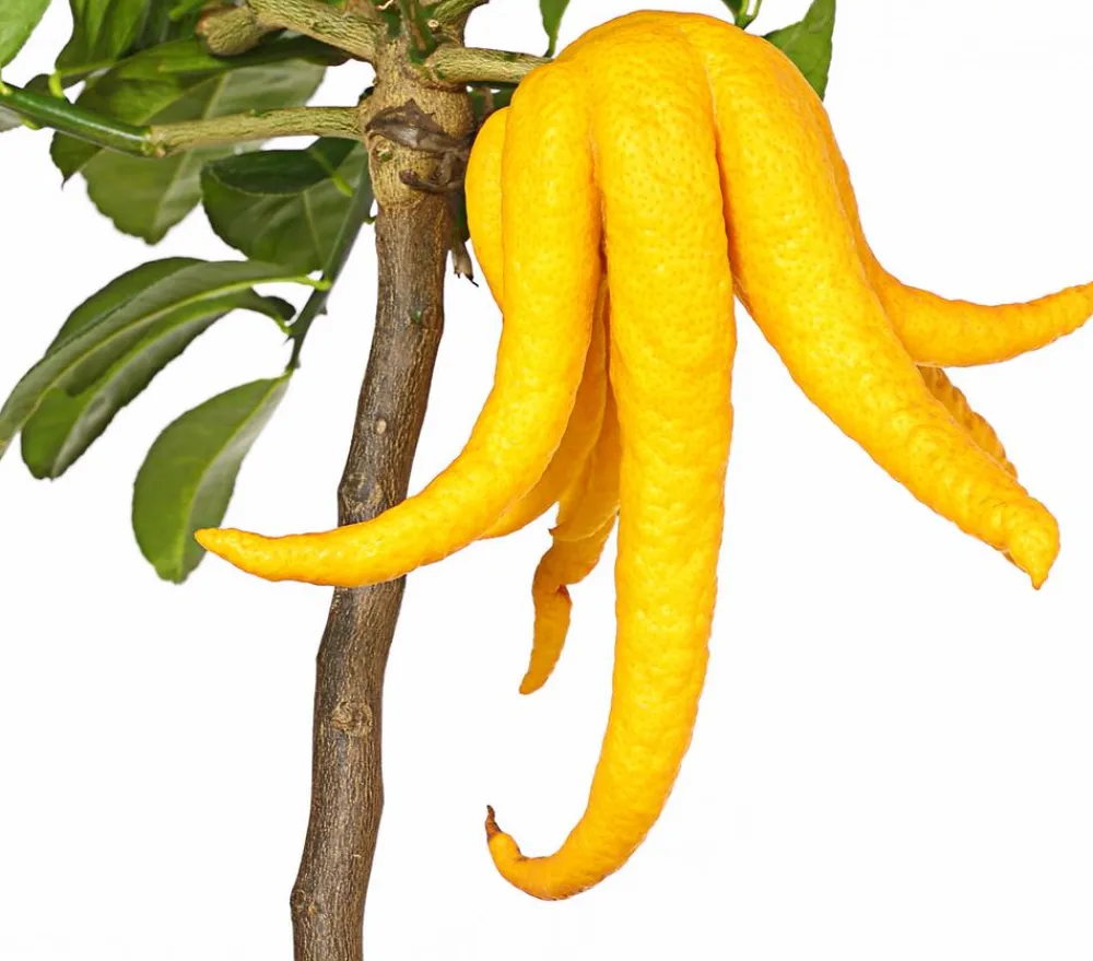 Dehner Zitruspflanzen|Terrassenpflanzen - Zitronat-Zitrone 'Buddhas Hand' Gelb