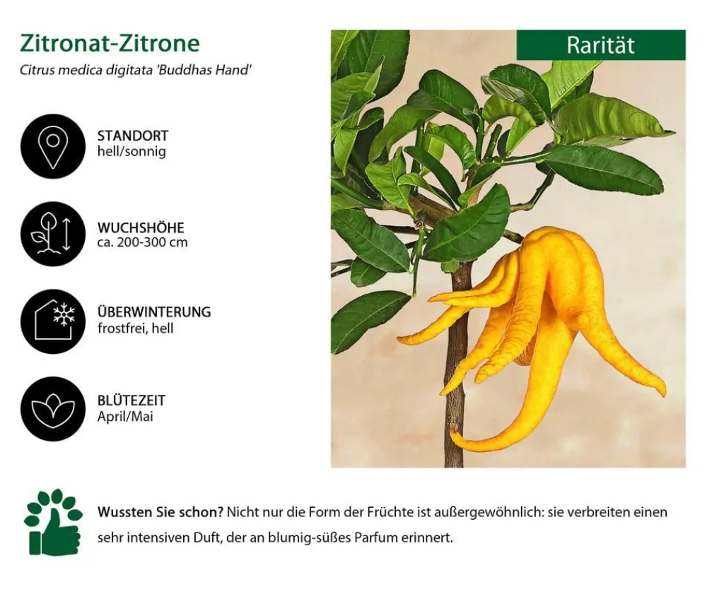 Dehner Zitruspflanzen|Terrassenpflanzen - Zitronat-Zitrone 'Buddhas Hand' Gelb