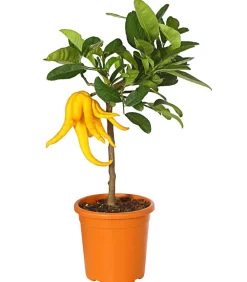 Dehner Zitruspflanzen|Terrassenpflanzen - Zitronat-Zitrone 'Buddhas Hand' Gelb