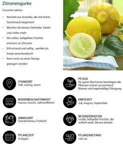Dehner Zucchini- & Gurkenpflanzen > Zitronengurke