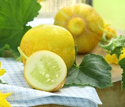 Dehner Zucchini- & Gurkenpflanzen > Zitronengurke