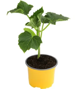 Dehner Zucchini- & Gurkenpflanzen > Zitronengurke