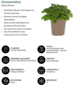 Dehner Garten- & Heilkräuter|Küchenkräuter > Zitronenmelisse