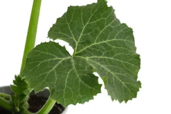 Dehner Zucchini, Grün New