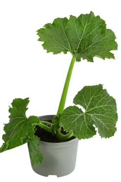 Dehner Zucchini, Grün New