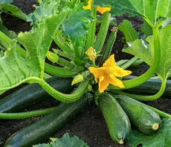 Dehner Zucchini, Grün New