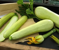 Dehner Gartengemüse|Zucchini- & Gurkenpflanzen > Zucchini 'Snowwhite'
