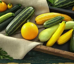 Dehner Gartengemüse|Zucchini- & Gurkenpflanzen > Zucchini 'Snowwhite'