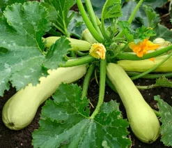 Dehner Gartengemüse|Zucchini- & Gurkenpflanzen > Zucchini 'Snowwhite'