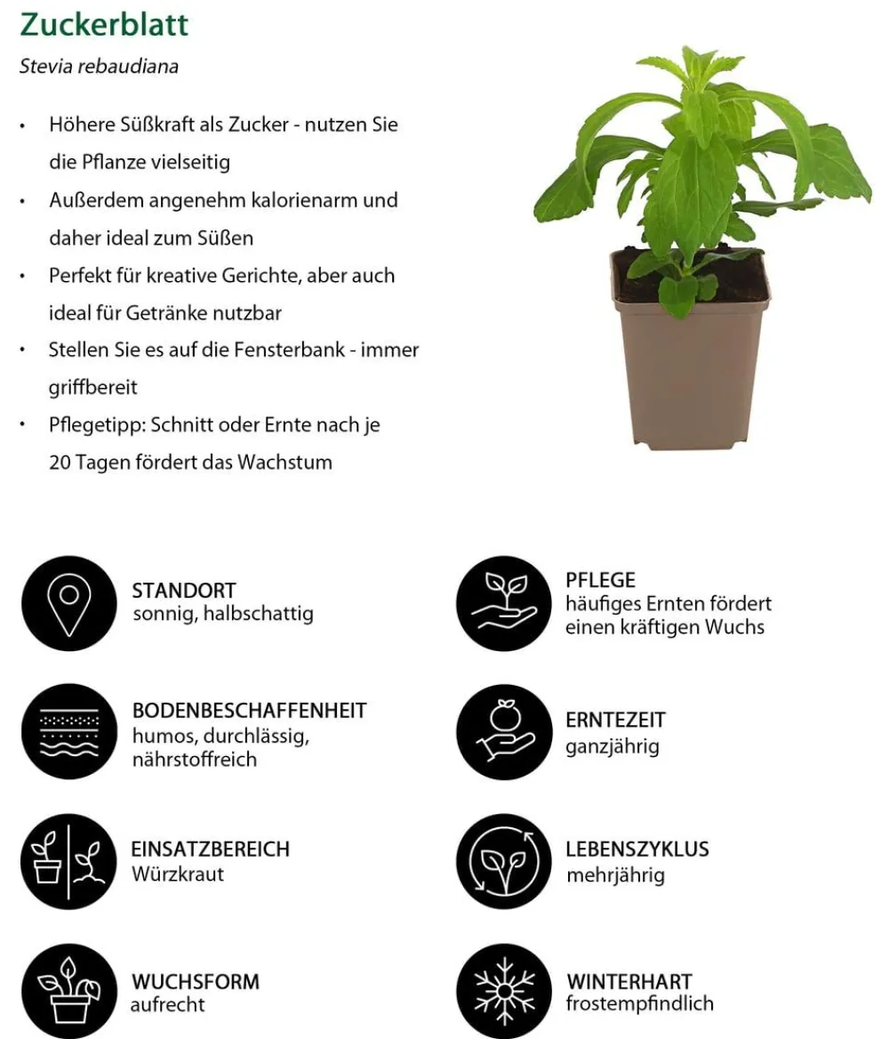 Dehner Garten- & Heilkräuter|Küchenkräuter > Zuckerblatt