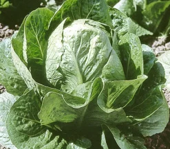 Dehner Kohl- & Salatpflanzen - Zuckerhut, 12er Schale Grün