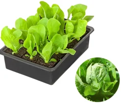 Dehner Kohl- & Salatpflanzen - Zuckerhut, 12er Schale Grün