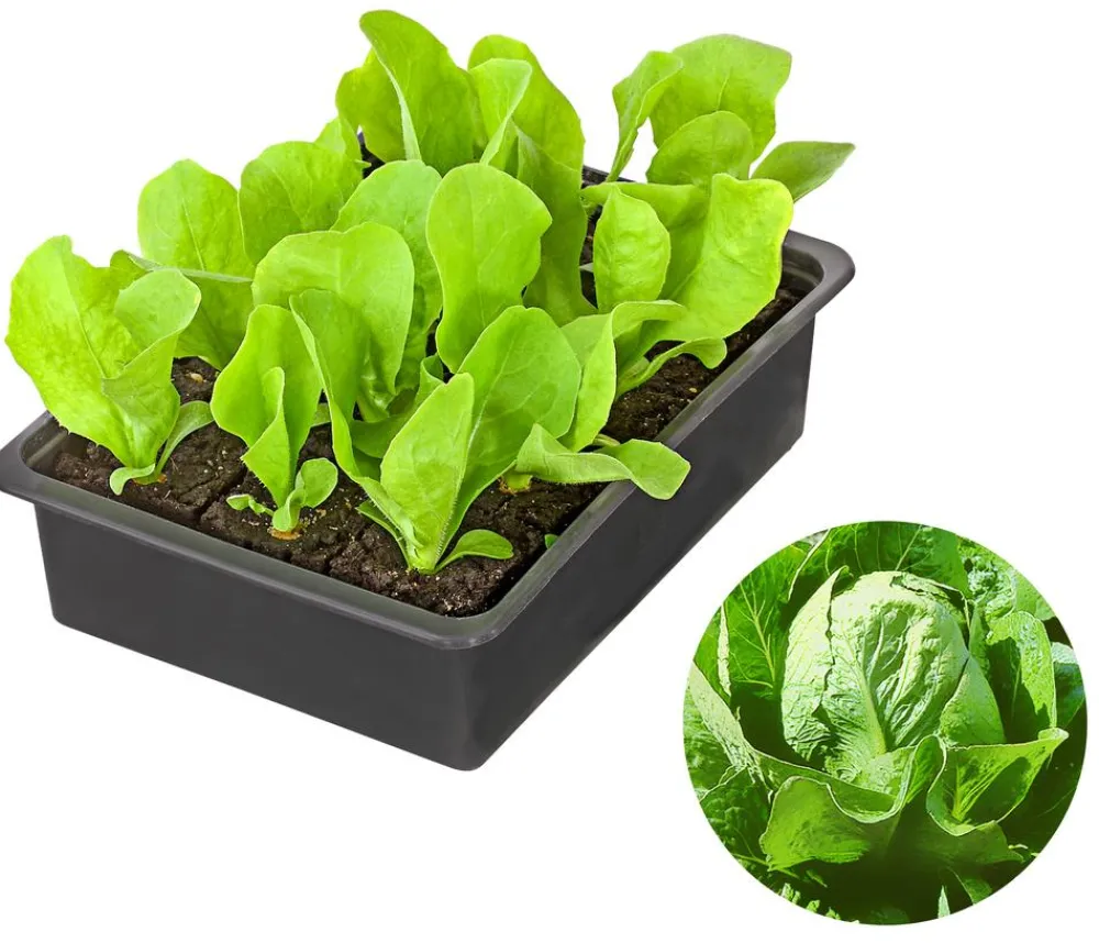 Dehner Kohl- & Salatpflanzen - Zuckerhut, 12er Schale Grün