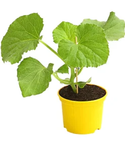 Dehner Weinreben & Gartenobst|Melonen- & Kürbispflanzen - Zuckermelone 'Galia'