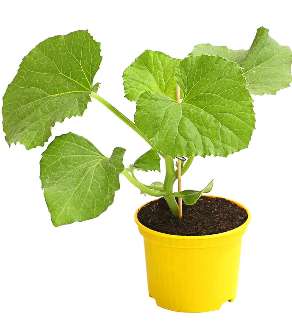 Dehner Weinreben & Gartenobst|Melonen- & Kürbispflanzen - Zuckermelone 'Galia'