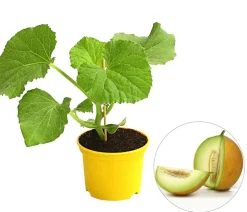 Dehner Weinreben & Gartenobst|Melonen- & Kürbispflanzen - Zuckermelone 'Galia'