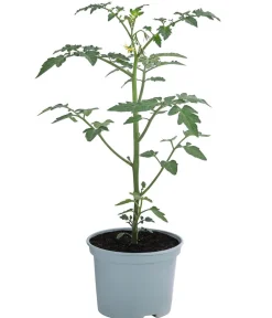 Dehner Auberginen- & Tomatenpflanzen > Zuckertomate,