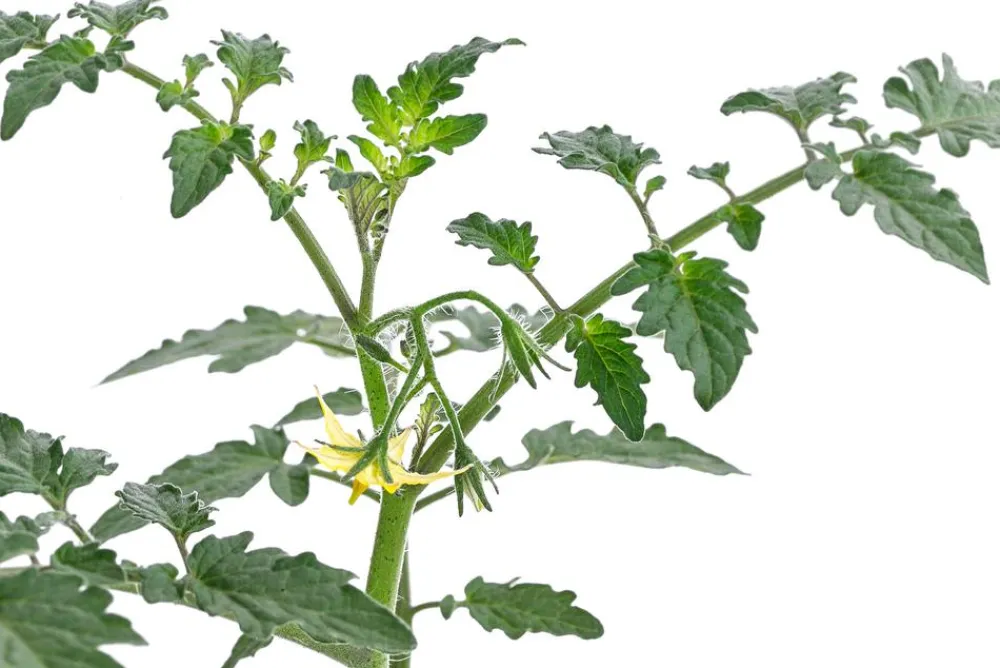 Dehner Auberginen- & Tomatenpflanzen > Zuckertomate,