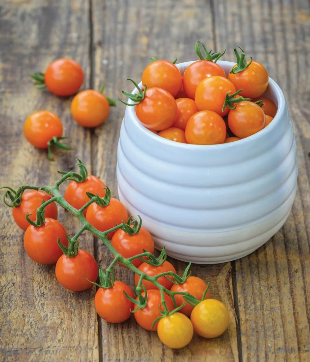Dehner Auberginen- & Tomatenpflanzen > Zuckertomate,