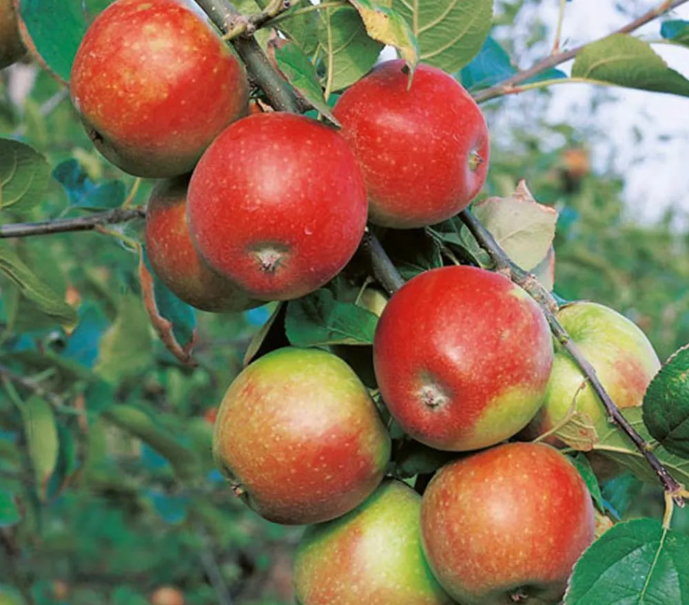 Dehner Obstbäume|Säulenobst & Zwergobst > Zwergapfel