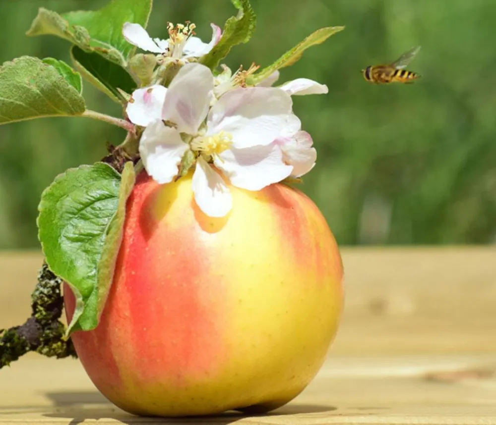 Dehner Zwergapfel 'Galina' Rot Clearance