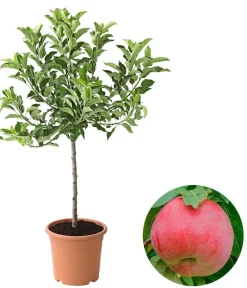 Dehner Zwergapfel 'Galina' Rot Clearance