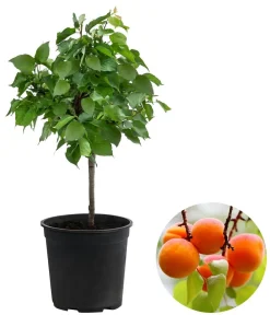 Dehner Obstbäume|Säulenobst & Zwergobst > Zwergaprikose 'Orange Beauty'
