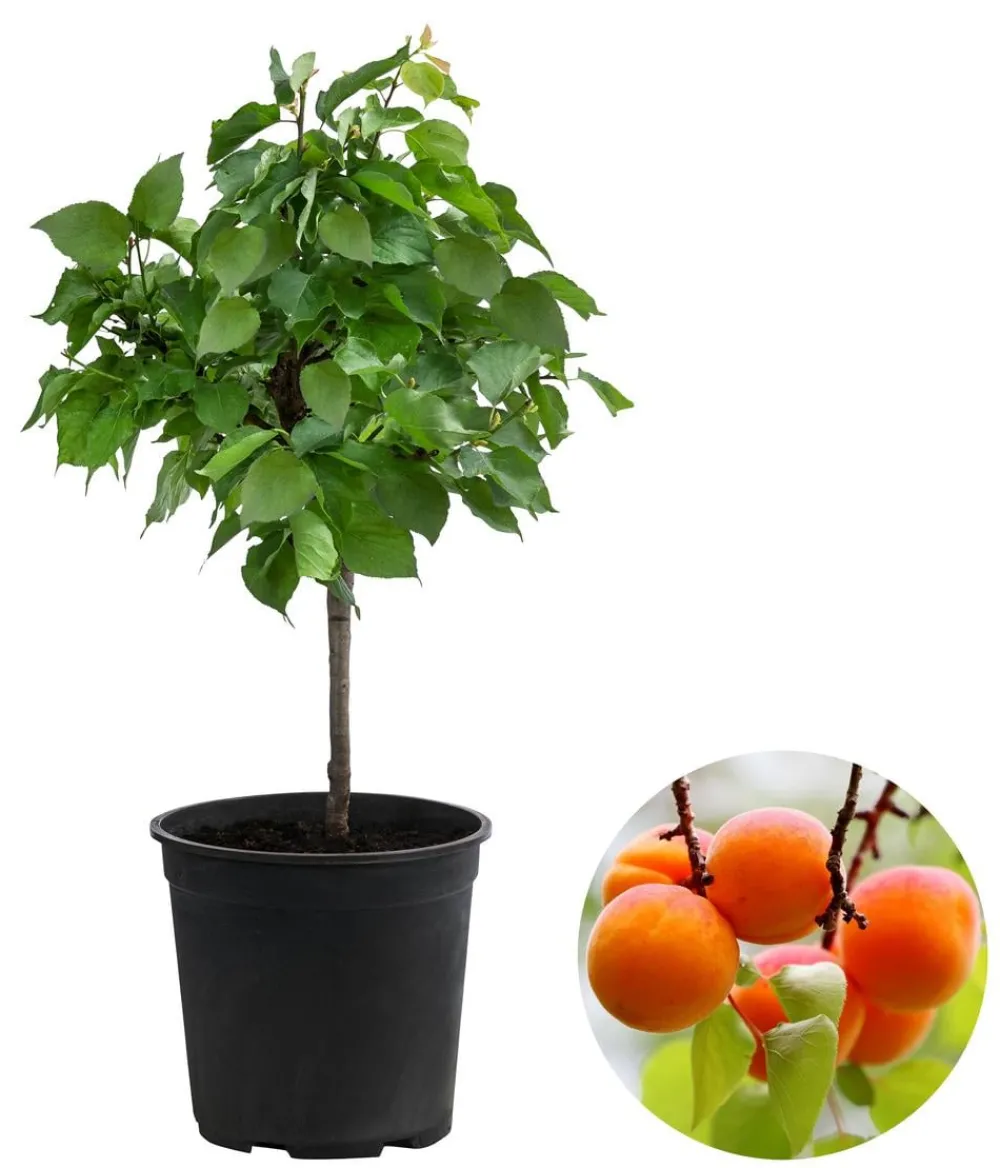 Dehner Obstbäume|Säulenobst & Zwergobst > Zwergaprikose 'Orange Beauty'