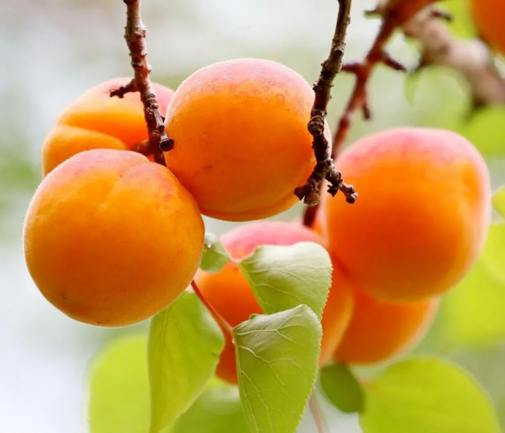 Dehner Obstbäume|Säulenobst & Zwergobst > Zwergaprikose 'Orange Beauty'