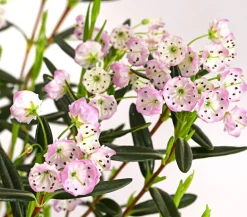 Dehner Laubgehölze|Blühende Sträucher - Zwerg-Berglorbeer Rosa