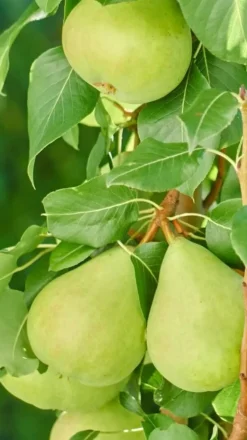 Dehner Obstbäume|Säulenobst & Zwergobst > Zwergbirne