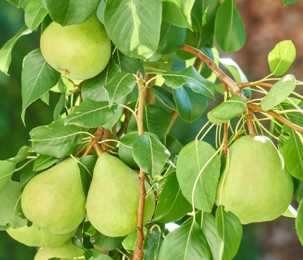 Dehner Obstbäume|Säulenobst & Zwergobst > Zwergbirne 'Luisa'