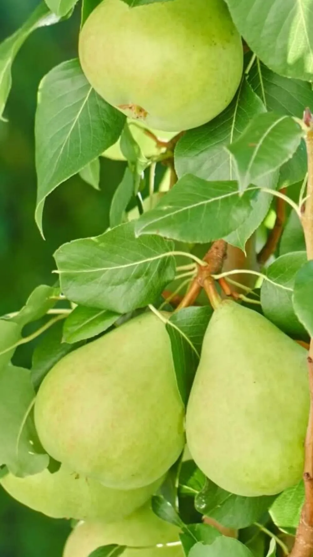 Dehner Obstbäume|Säulenobst & Zwergobst > Zwergbirne 'Luisa'
