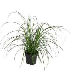 Dehner Gräser - Zwerg-Chinaschilf 'Strictus Dwarf'