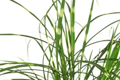 Dehner Gräser - Zwerg-Chinaschilf 'Strictus Dwarf'