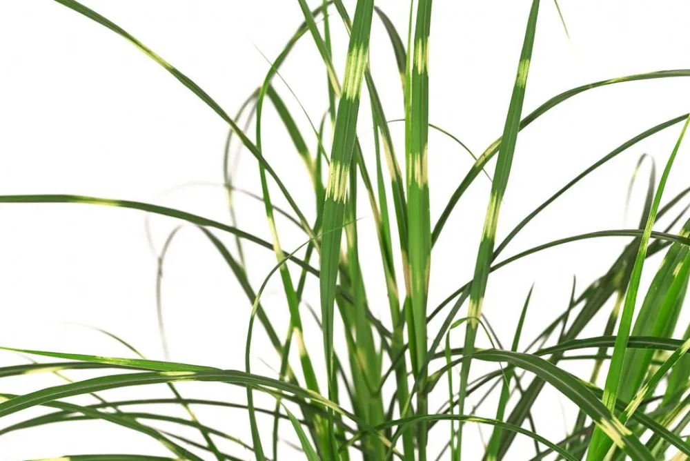 Dehner Gräser - Zwerg-Chinaschilf 'Strictus Dwarf'