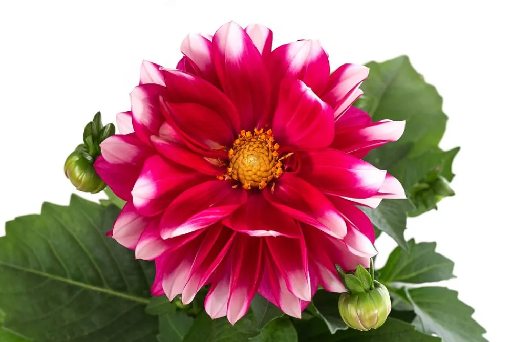 Dehner Zwergdahlie, Besonderheit, verschiedene Farben Clearance