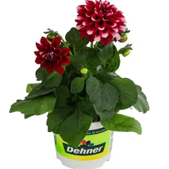 Dehner Zwergdahlie, Besonderheit, verschiedene Farben Clearance