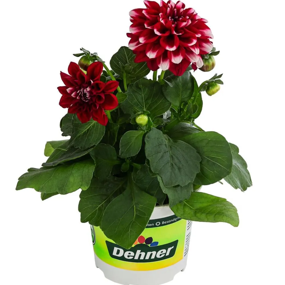 Dehner Zwergdahlie, Besonderheit, verschiedene Farben Clearance