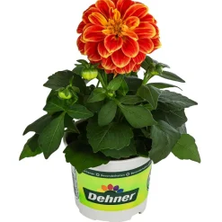 Dehner Zwergdahlie, Besonderheit, verschiedene Farben Clearance