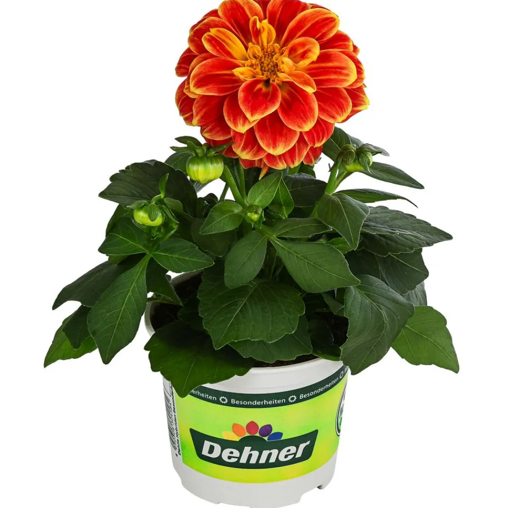 Dehner Zwergdahlie, Besonderheit, verschiedene Farben Clearance
